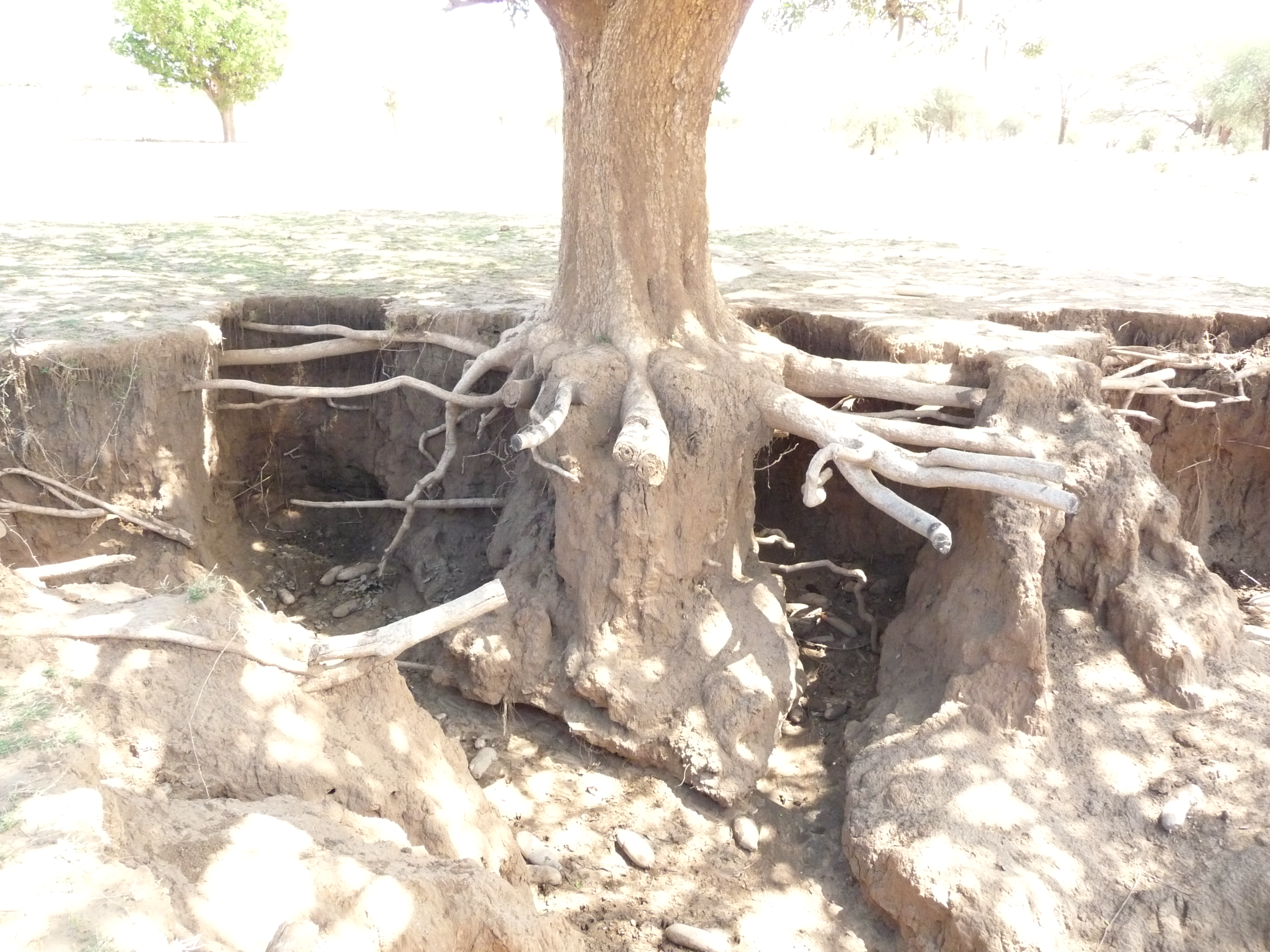 Soil trench opened for field assessment