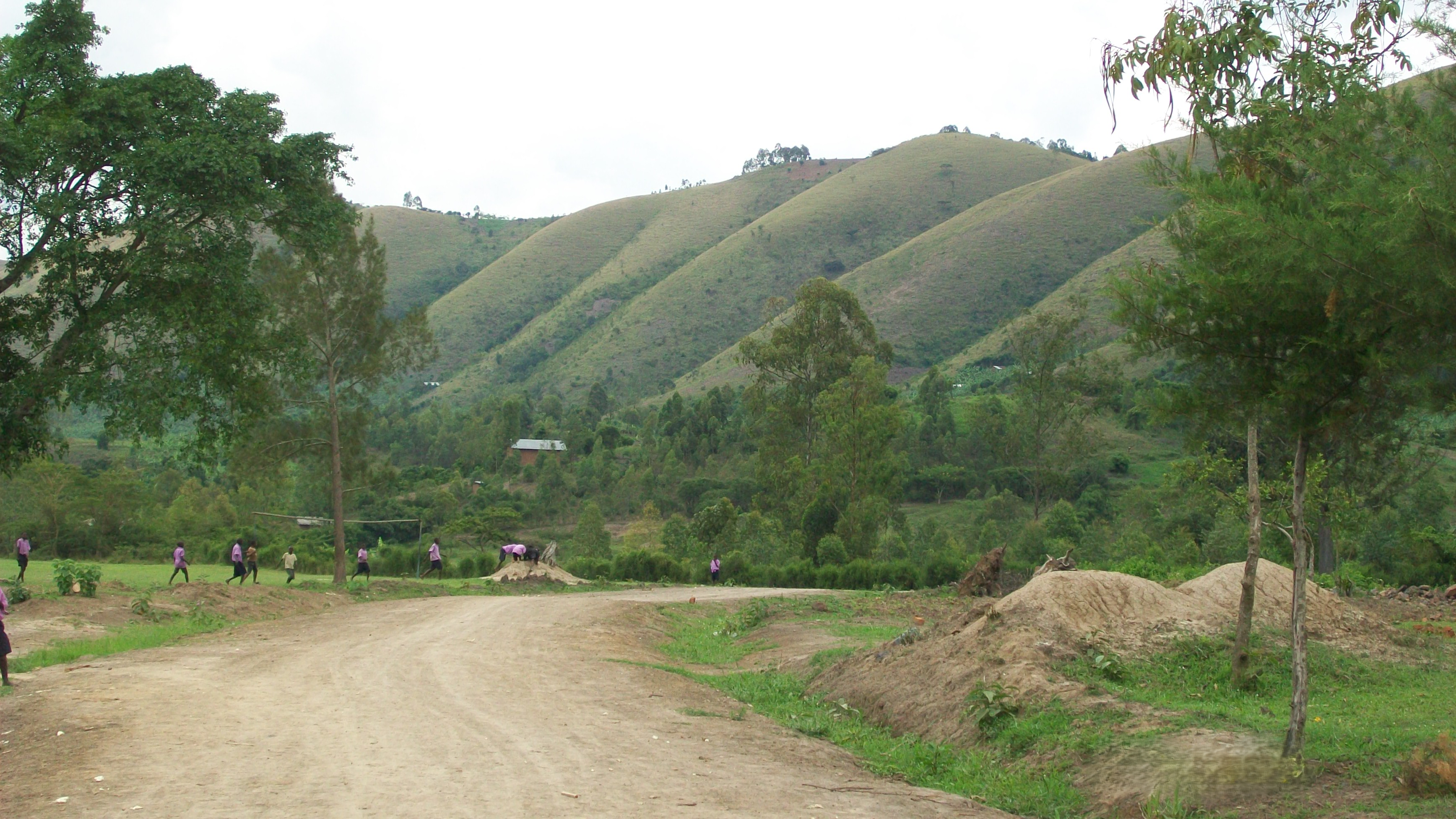 Green hillside and trees in a catchment