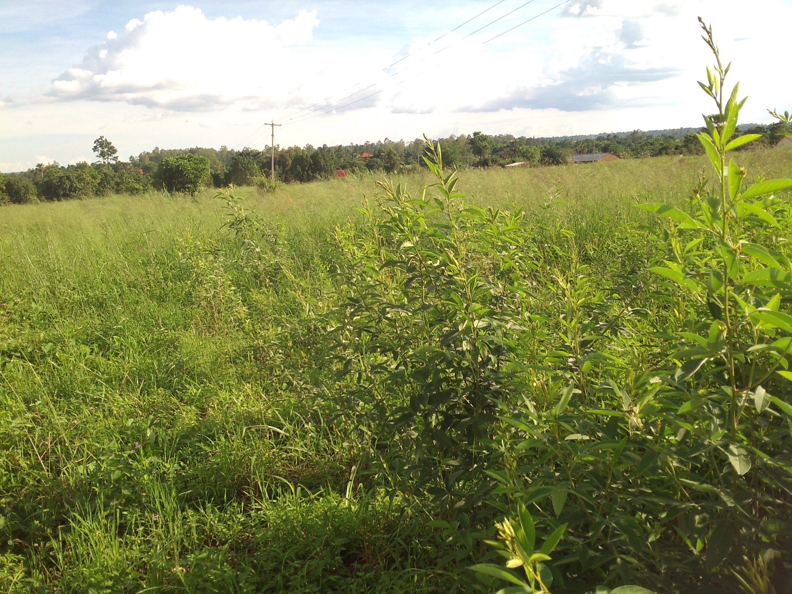 Green hillside and trees in a catchment